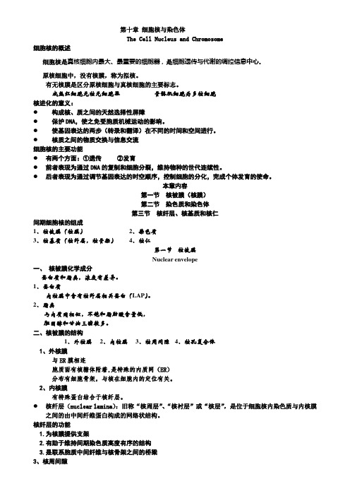 第十章 细胞核与染色体