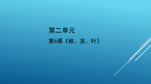 小学科学《根 茎 叶》课件