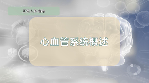 心血管系统概述