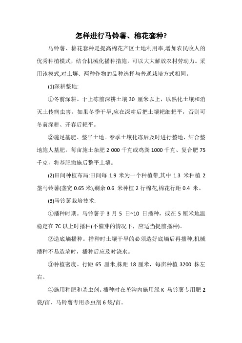 怎样进行马铃薯、棉花套种？