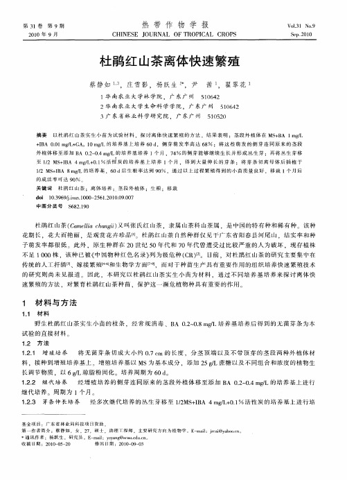 杜鹃红山茶离体快速繁殖