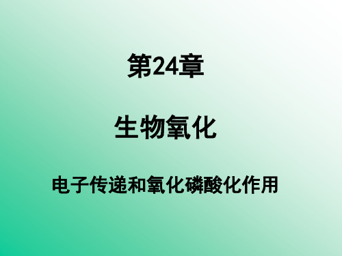 第24章     生物氧化