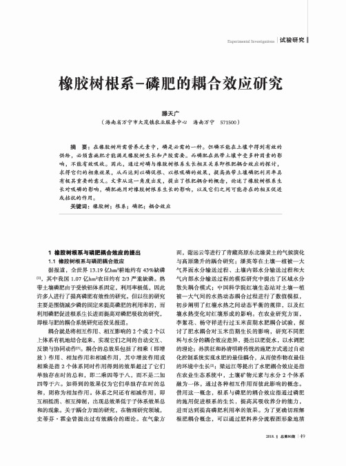橡胶树根系-磷肥的耦合效应研究