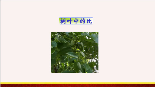 【精品课件】树叶中的比-苏教版六年级上册数学精品课件