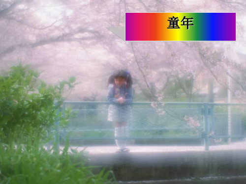 七级语文下册《三颗枸杞豆》课件 苏教(通用)