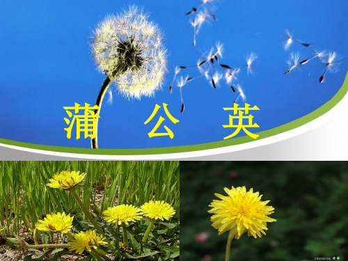 苏教版语文三年级上第八课图文课件