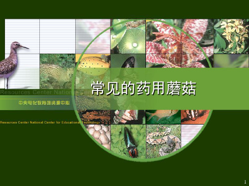常见的药用蘑菇2PPT课件