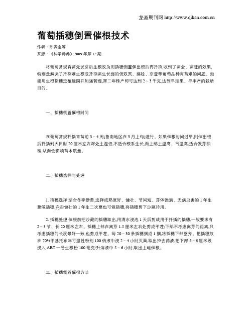 葡萄插穗倒置催根技术