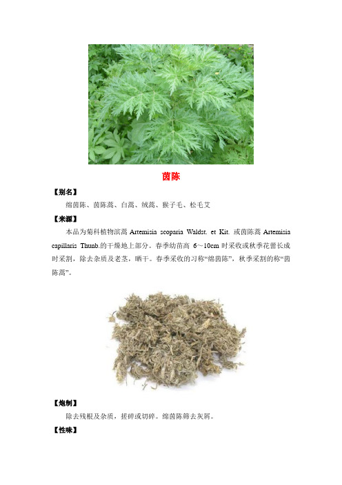 每周一药之茵陈
