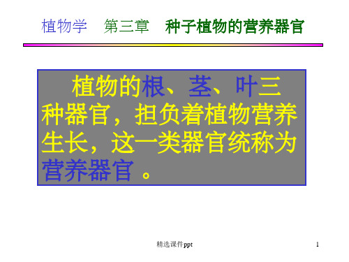 《营养器官根》PPT课件