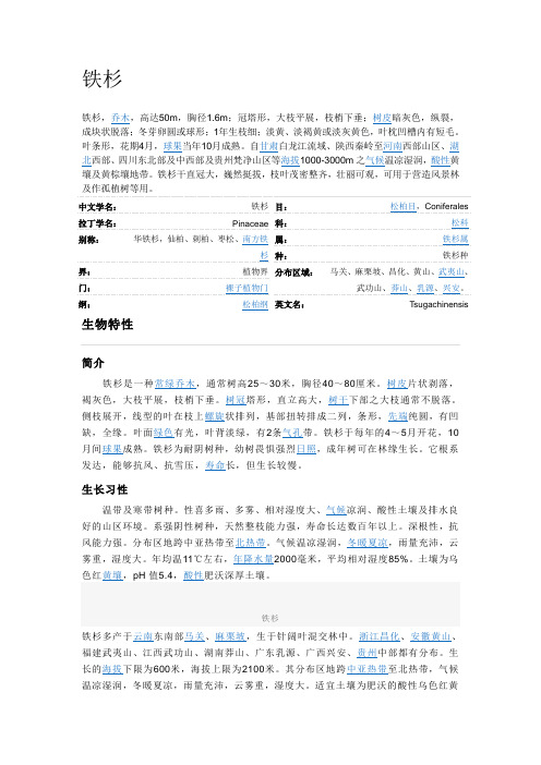 铁杉