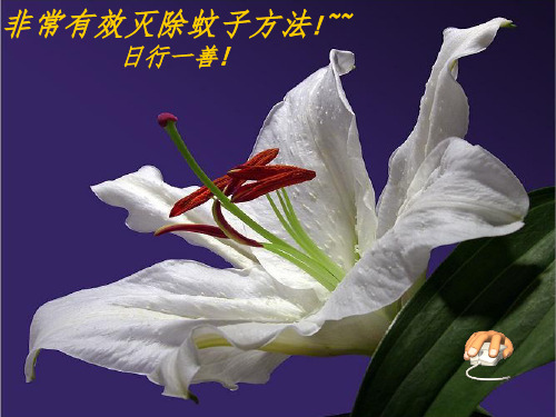 非常有效的灭除蚊子方法PPT课件