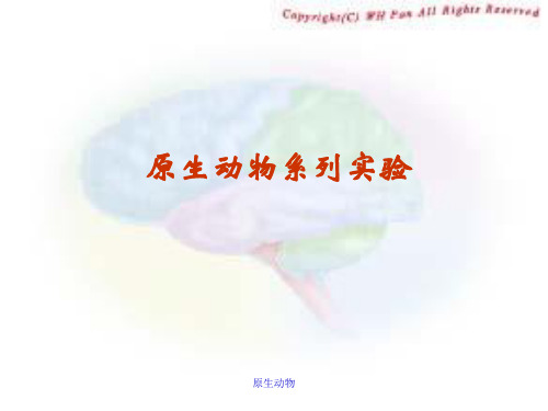 原生动物的系列实验