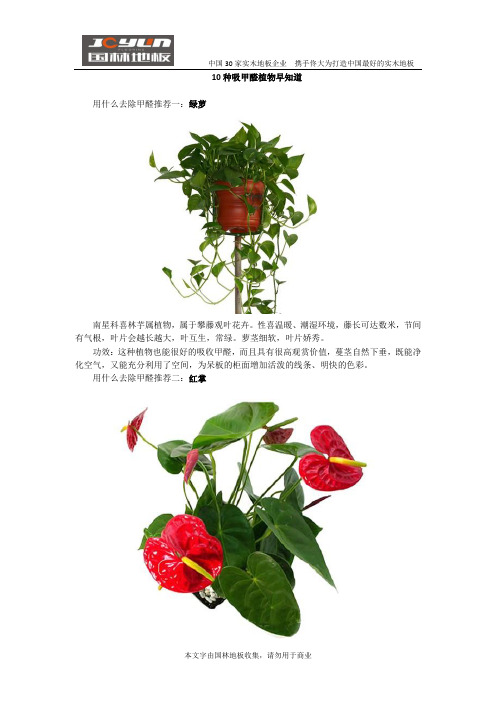 10种吸甲醛植物早知道