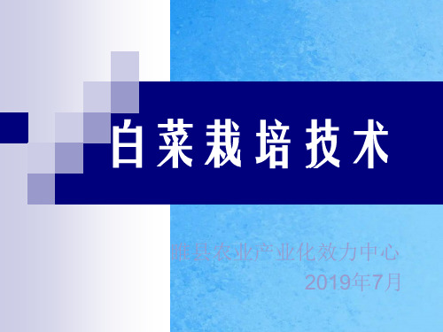 大白菜栽培技术睢县兴农网ppt课件