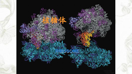 核糖体(ribosome)ppt课件