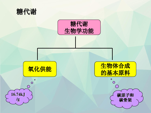 生科第八章糖代谢