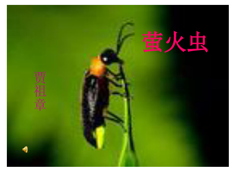 萤火虫_优秀课件