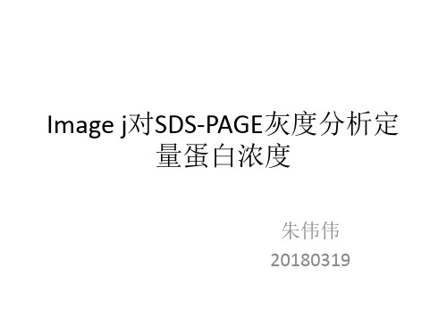 image j对SDS-PAGE灰度分析定量蛋白浓度