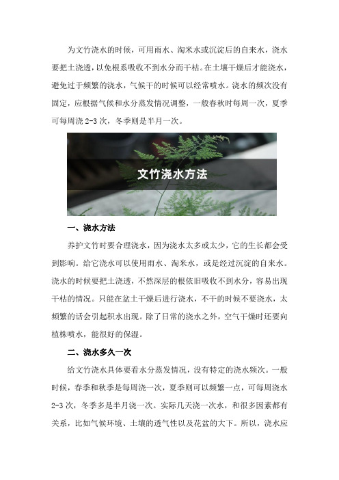 文竹浇水方法,浇水多久一次