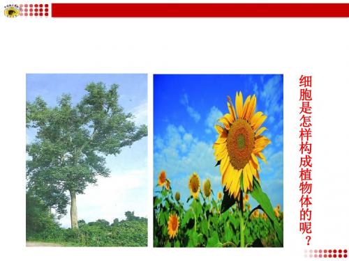 第三节 植物体的结构层次
