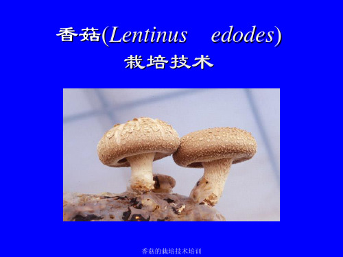 香菇的栽培技术培训