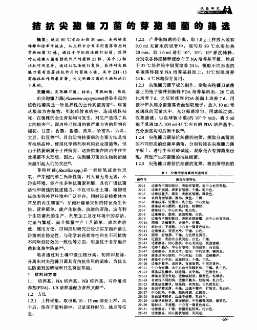 拮抗尖孢镰刀菌的芽孢细菌的筛选