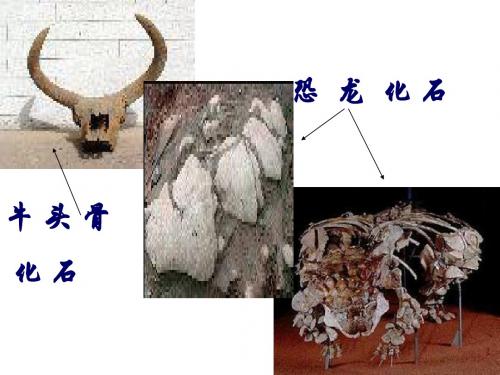 人教版语文七年级《化石吟》1 课件