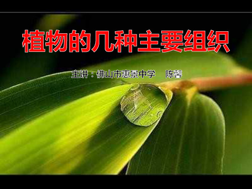 植物的几种主要组织