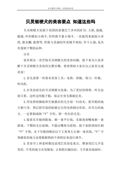 贝灵顿梗犬的美容要点 知道这些吗