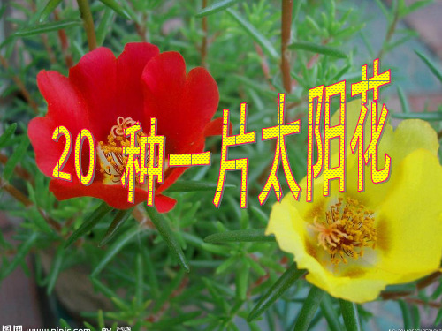 六年级上册语文课件-7.2 种一片太阳花｜鄂教版(共14张PPT)