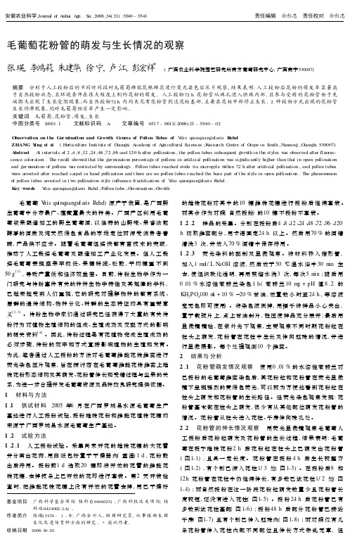 毛葡萄花粉管的萌发与生长情况的观察
