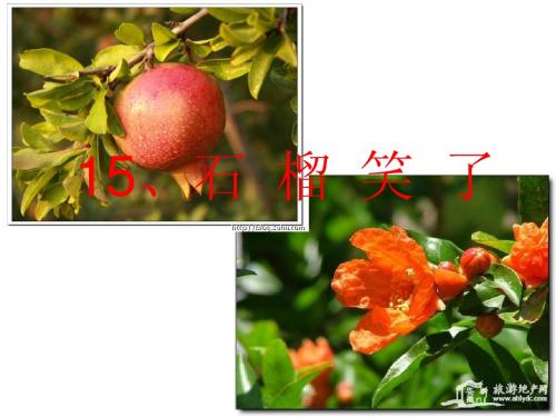 《15石榴笑了》课件(语文S版一年级语文上册课件)