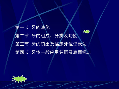 牙体解剖生理-PPT课件