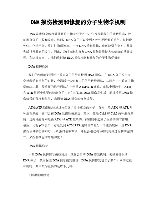 DNA损伤检测和修复的分子生物学机制