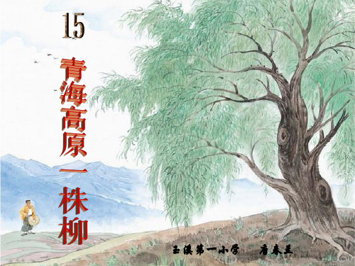 【精品PPT】15、青海高原一株柳