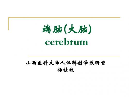 端脑