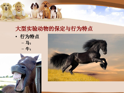 实验动物的保定技术