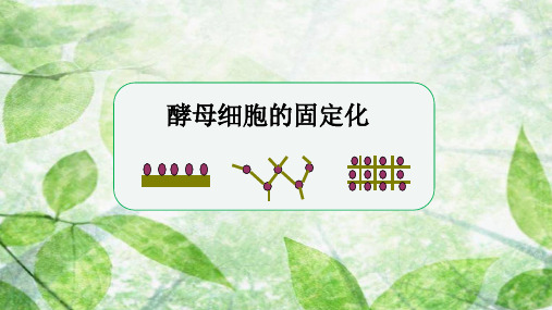 高中生物选修1精品课件11：4.3 酵母细胞的固定化