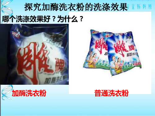 选修一：酶的研究与应用课件
