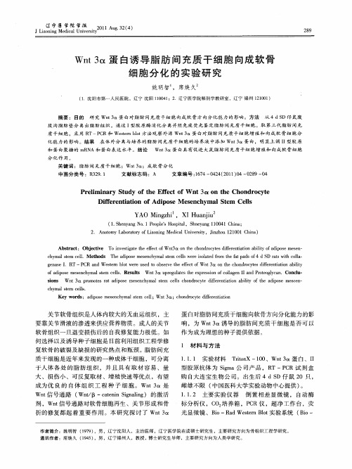 Wnt 3α蛋白诱导脂肪间充质干细胞向成软骨细胞分化的实验研究