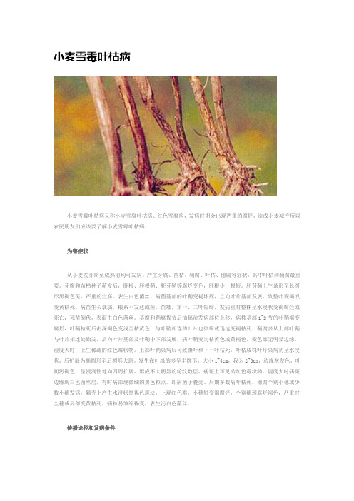 小麦病害