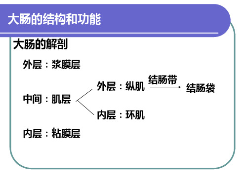 大肠的结构和功能