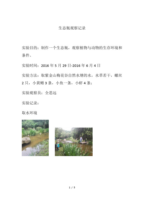 生态瓶实验研究报告