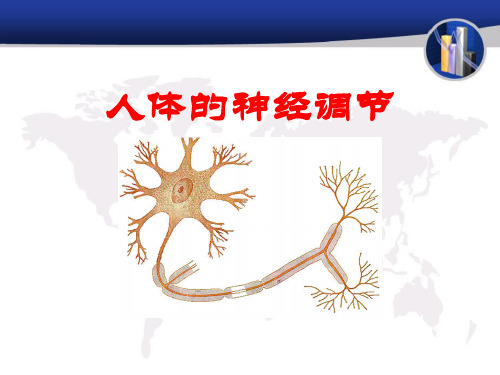 《人体的神经调节》PPT