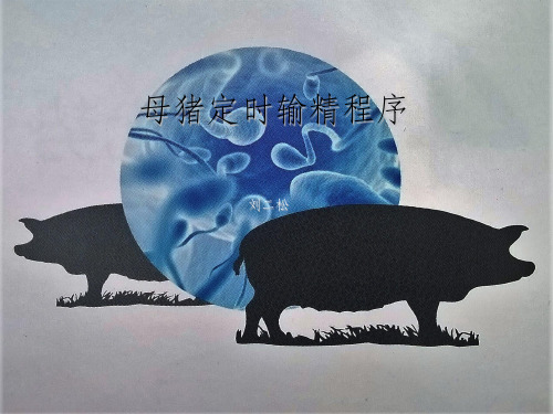 母猪定时输精程序