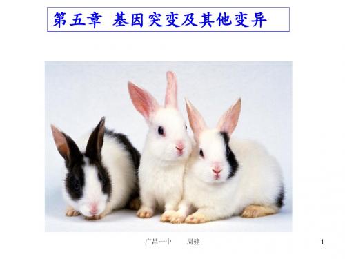 2.5.1基因突变与基因重组上课用PPT