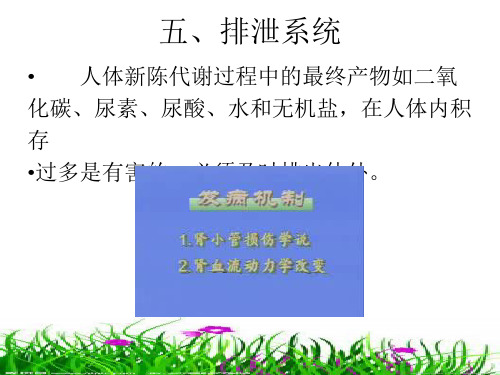 第一章第二节排泄系统