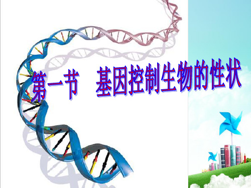 7.2.1基因控制生物的性状课件