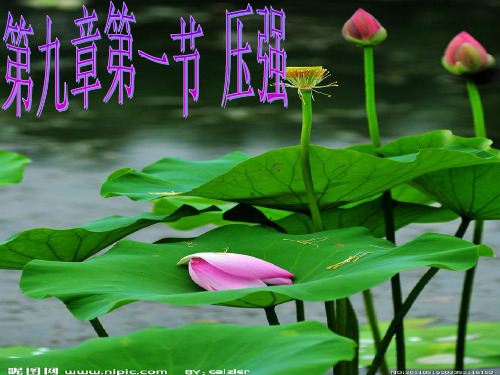 教科版八年级91压强PPT课件